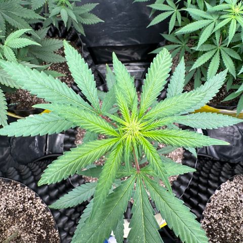 Blueberry Kush growlog timeline photo