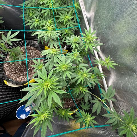 White Gorilla growlog timeline photo
