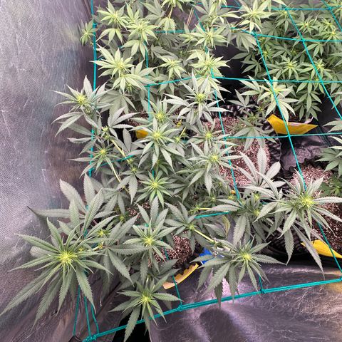 Gorilla Rainbow growlog timeline photo