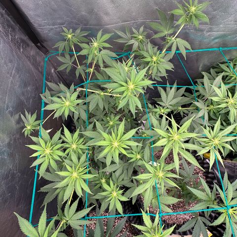 Gorilla Banana growlog timeline photo