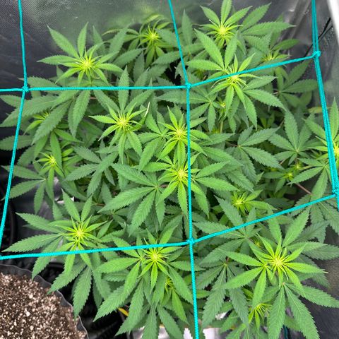Gorilla Ghost growlog timeline photo