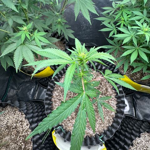 Blueberry Kush growlog timeline photo