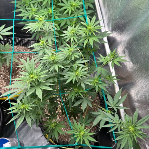 White Gorilla growlog timeline photo