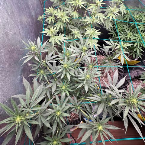 Gorilla Rainbow growlog timeline photo