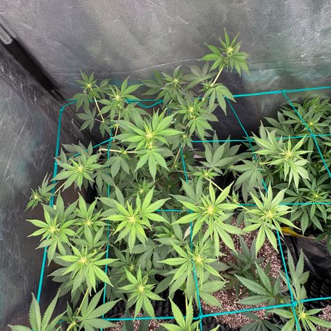 Gorilla Banana growlog timeline photo