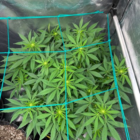 Gorilla Ghost growlog timeline photo