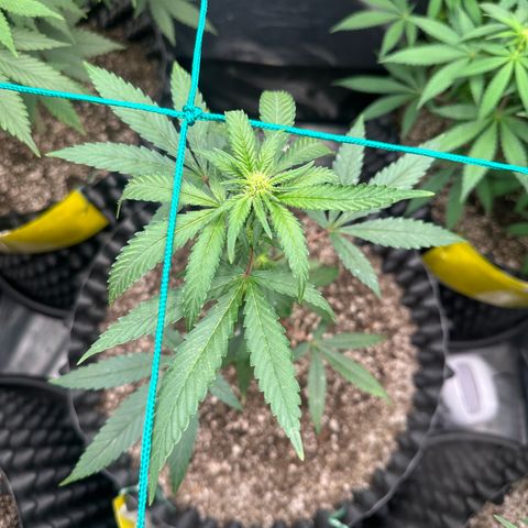 Blueberry Kush growlog timeline photo