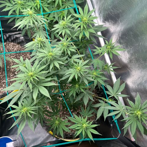 White Gorilla growlog timeline photo