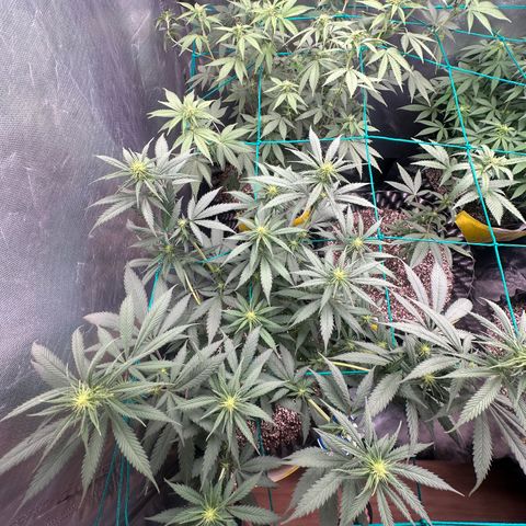 Gorilla Rainbow growlog timeline photo