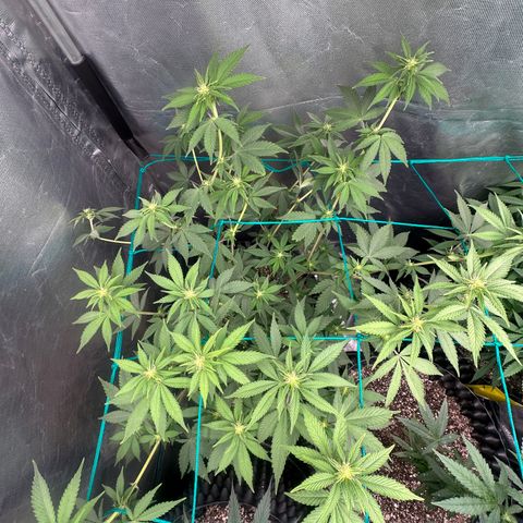 Gorilla Banana growlog timeline photo