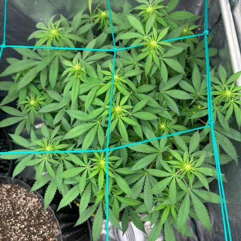 Gorilla Ghost growlog timeline photo