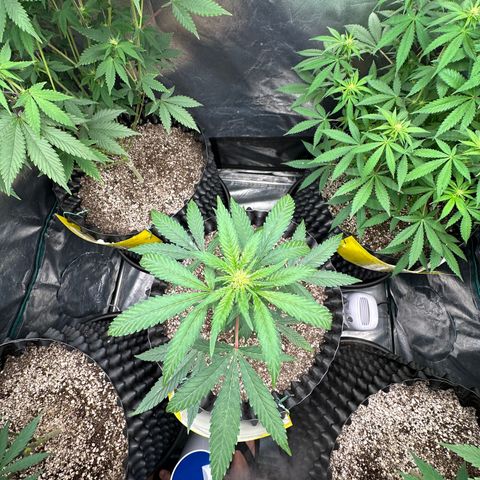 Blueberry Kush growlog timeline photo