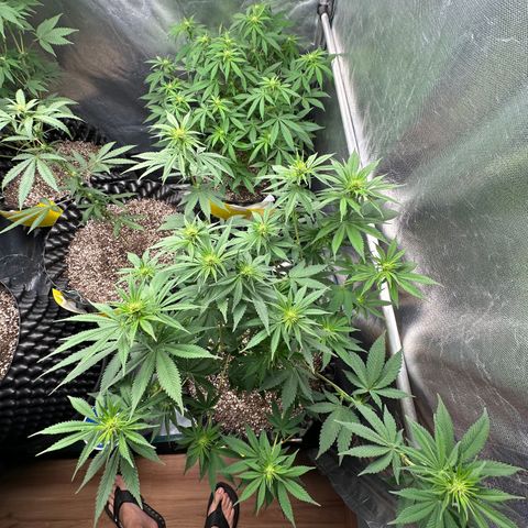 White Gorilla growlog timeline photo