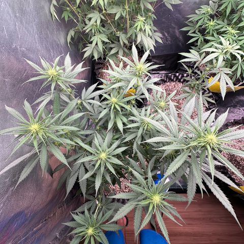 Gorilla Rainbow growlog timeline photo