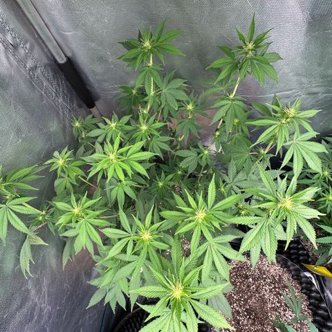 Gorilla Banana growlog timeline photo
