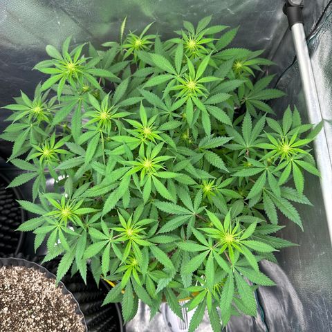 Gorilla Ghost growlog timeline photo
