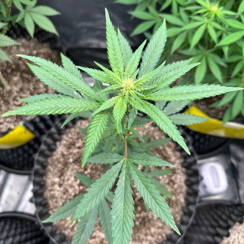 Blueberry Kush growlog timeline photo