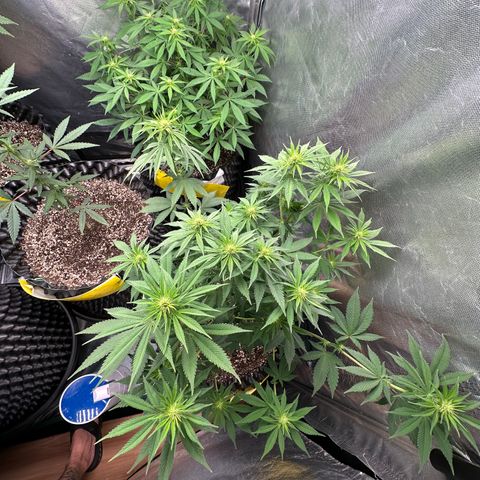 White Gorilla growlog timeline photo