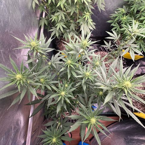 Gorilla Rainbow growlog timeline photo