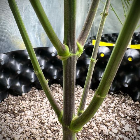 Gorilla Rainbow growlog timeline photo