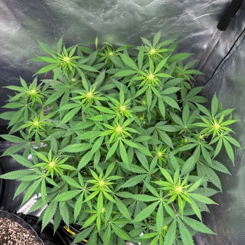 Gorilla Ghost growlog timeline photo