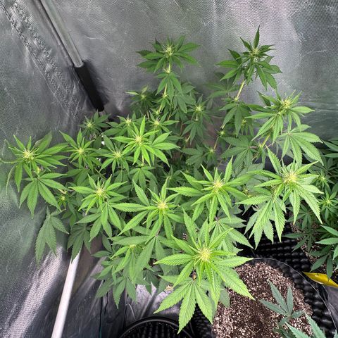 Gorilla Banana growlog timeline photo