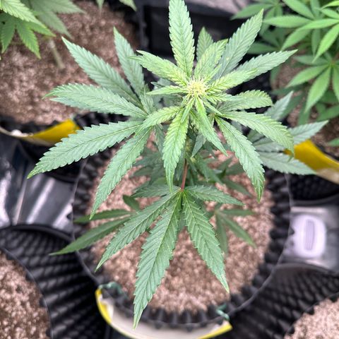 Blueberry Kush growlog timeline photo