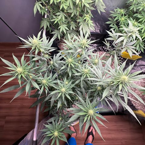 Gorilla Rainbow growlog timeline photo