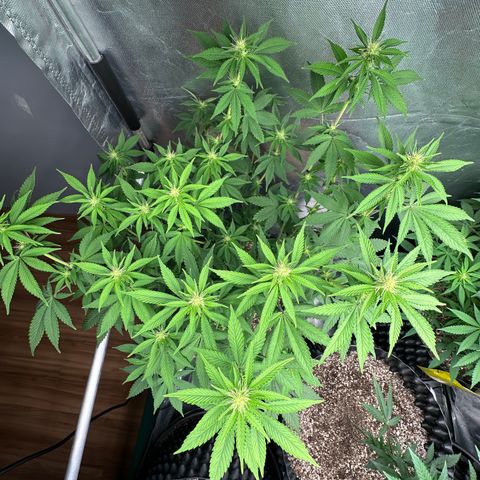 Gorilla Banana growlog timeline photo