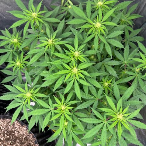 Gorilla Ghost growlog timeline photo