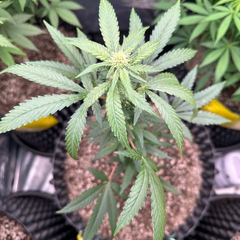 Blueberry Kush growlog timeline photo
