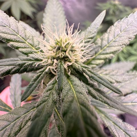 Blueberry Kush growlog timeline photo
