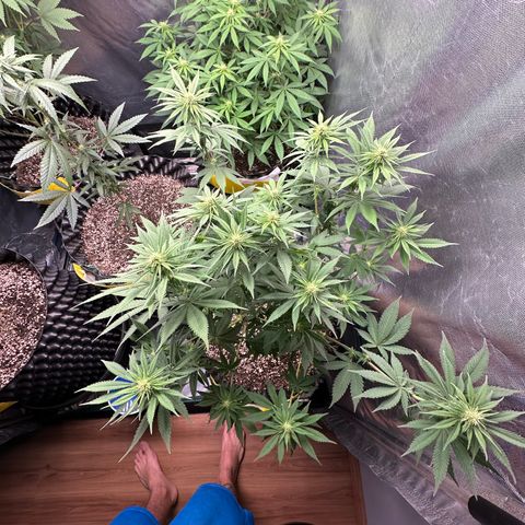 White Gorilla growlog timeline photo