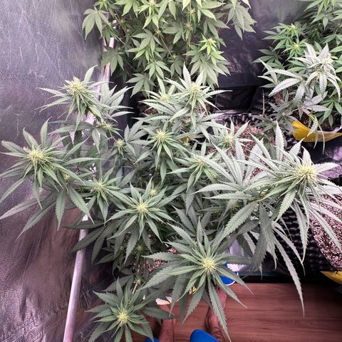 Gorilla Rainbow growlog timeline photo