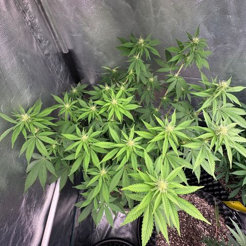 Gorilla Banana growlog timeline photo