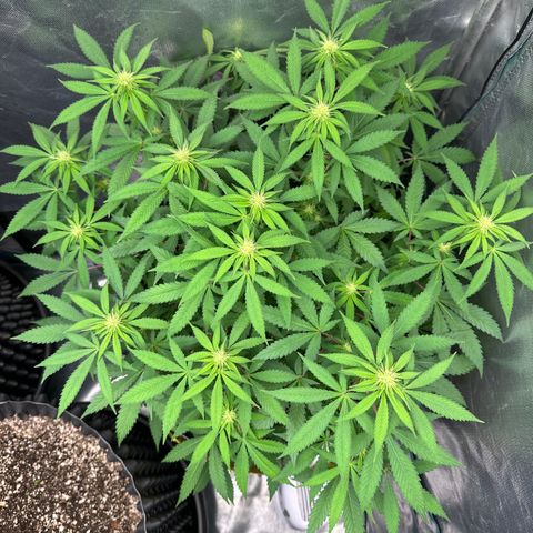 Gorilla Ghost growlog timeline photo