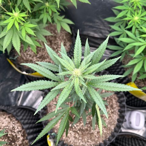 Blueberry Kush growlog timeline photo