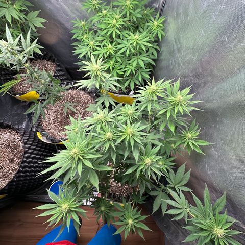 White Gorilla growlog timeline photo