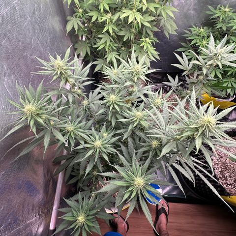 Gorilla Rainbow growlog timeline photo