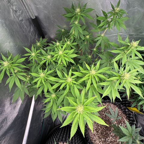 Gorilla Banana growlog timeline photo