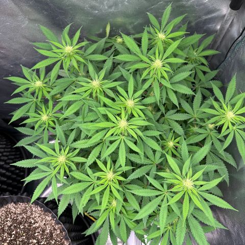 Gorilla Ghost growlog timeline photo