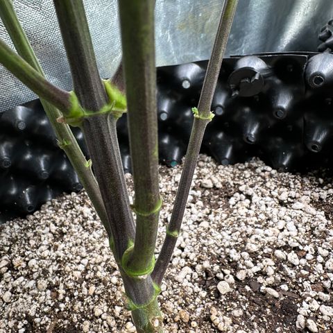 Gorilla Rainbow growlog timeline photo