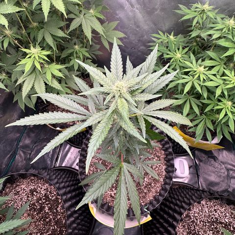 Blueberry Kush growlog timeline photo