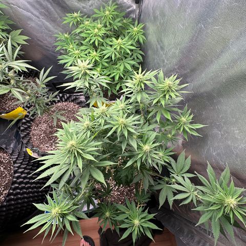 White Gorilla growlog timeline photo