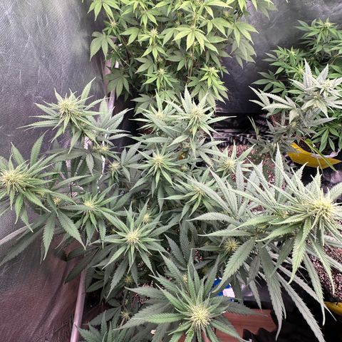 Gorilla Rainbow growlog timeline photo