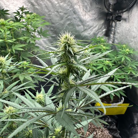 Gorilla Rainbow growlog timeline photo