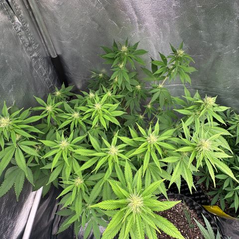 Gorilla Banana growlog timeline photo