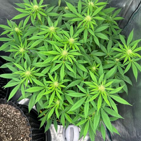 Gorilla Ghost growlog timeline photo