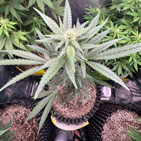 Blueberry Kush growlog timeline photo
