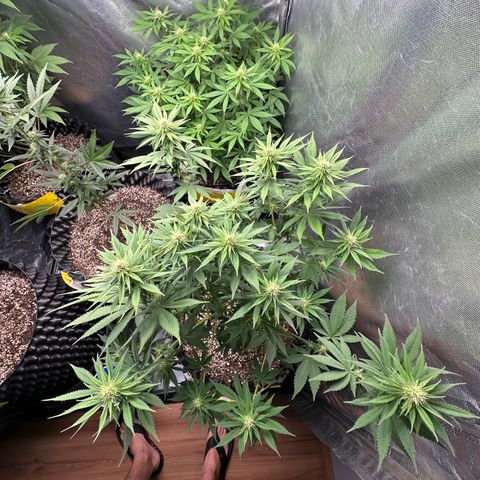 White Gorilla growlog timeline photo
